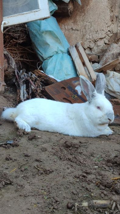 Эркак куен самец 5 кг.дан ошик огирлиги,еши 1 еш,ишлаб Турган Ота куен