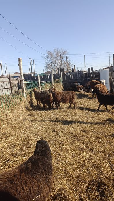 Продам кошкарчиков производителей