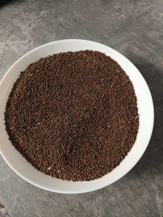 Seminte de varza romaneasca!