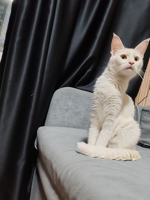 Кошка породы Мейн Кун