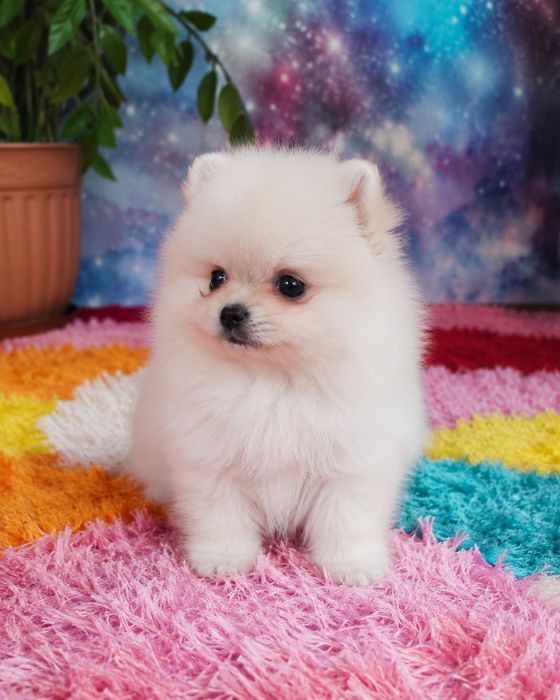 Шпиц 3 месяца мальчик