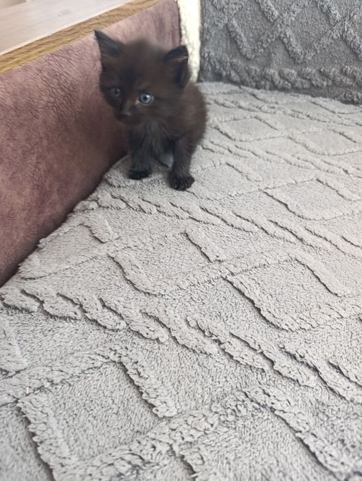 Отдам  игривого котёнка