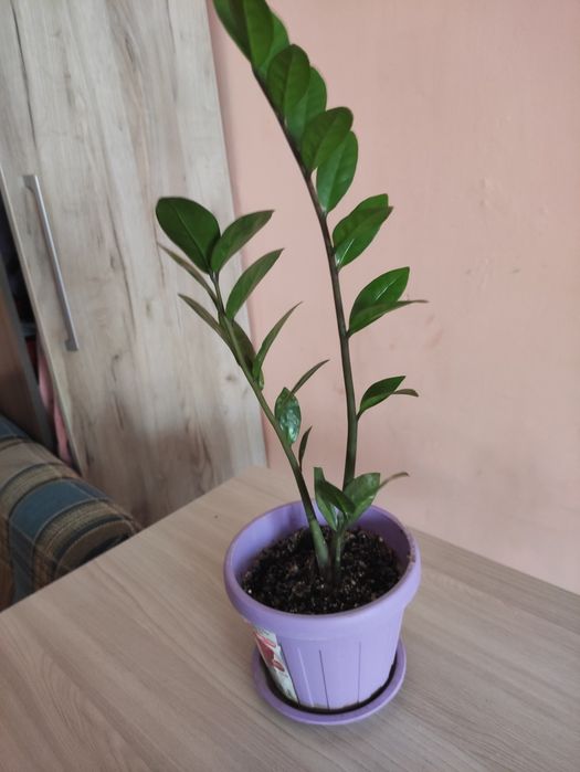 Доллоровое дерево