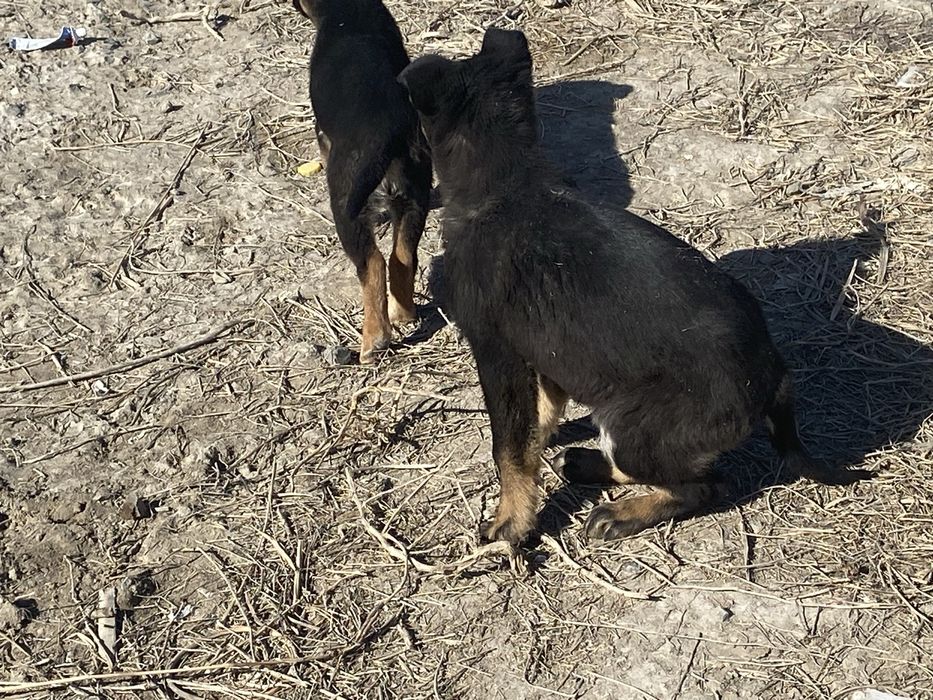 Шенки европейский овчарки