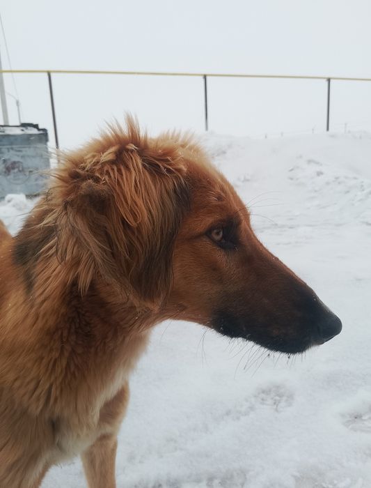 Тазы шашақ еркек сатылады