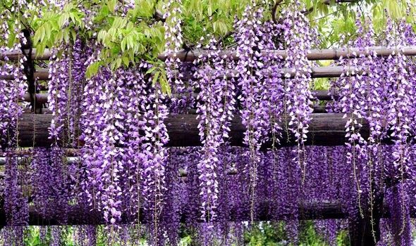 Glitsina глициния guli (optom)