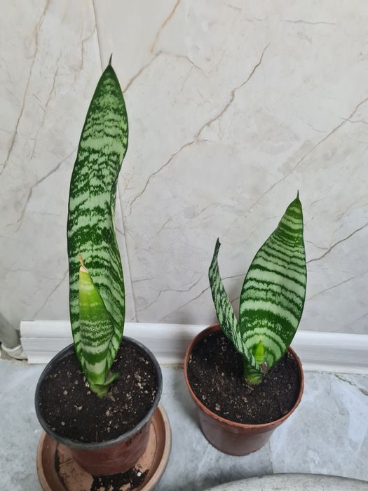 Комнатные цветы Сансевиерия