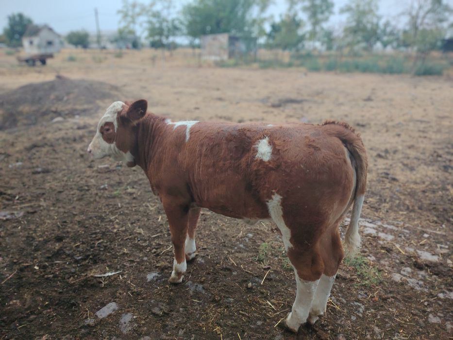 Vand vitea din mama bună de lapte