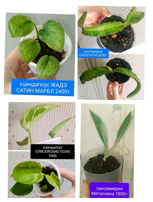 Сциндпсус ЕЛИСЕЙСКИЕ ПОЛЯ 15000т