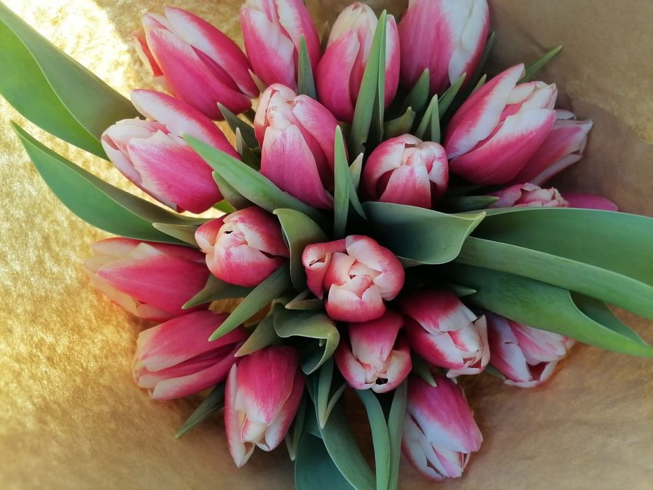 Тюльпаны голландские в ассортименте оптом и в розницу