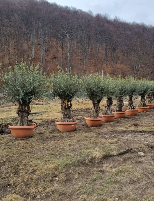 Maslini seculari si olea oriunde in tara