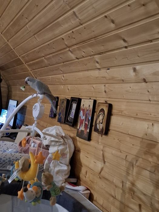 Vând papagal călugăr si cusca papagali