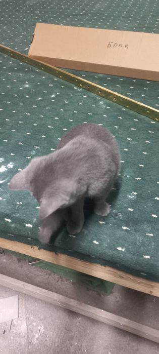 Маленький кошка мальчик  отдам даром