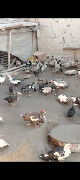 O'rdaklar sotiladi optm