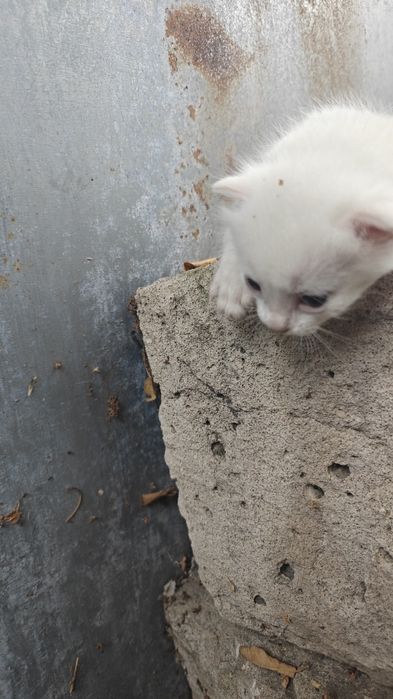 Дарю котят с кошкой