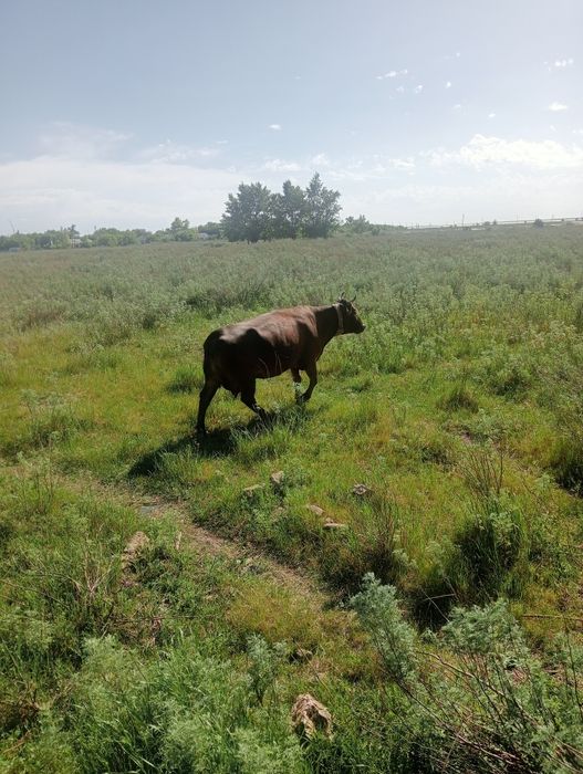 Продам корову сименталку