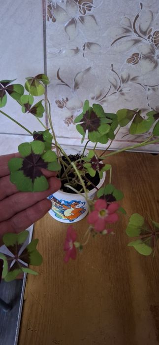 Цветы. комнатные