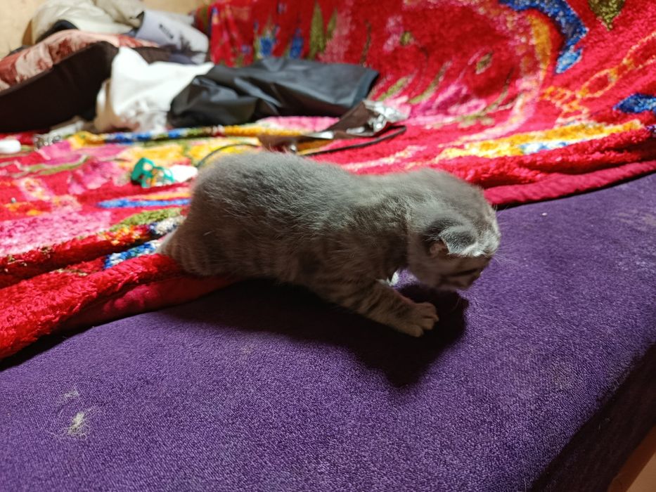 Продаются веслоухие котята