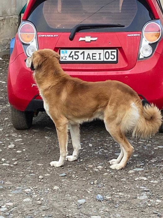 Кобель ищет партнершу (ВЯЗКА)