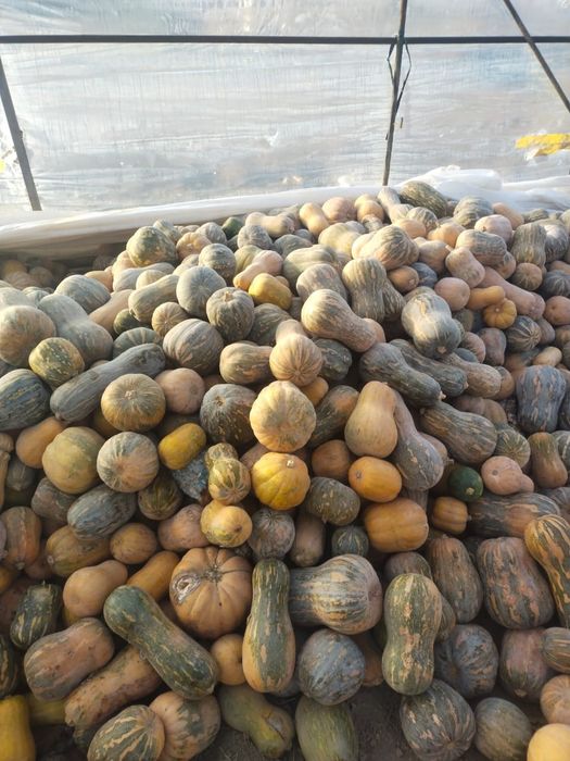 Малға асқабақ 50тг