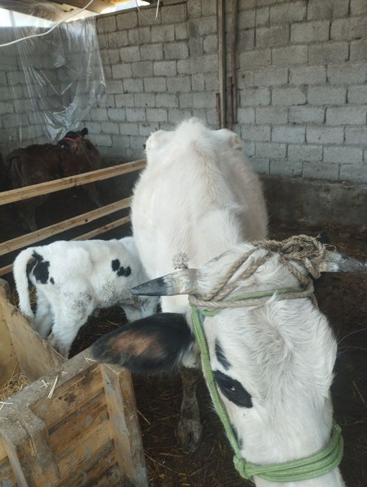 ona bola sigir  sotiladi