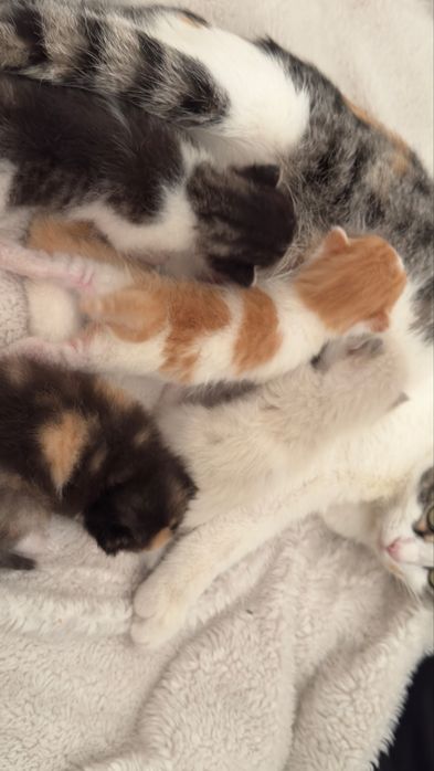 Отдаю котят, родились 31 марта