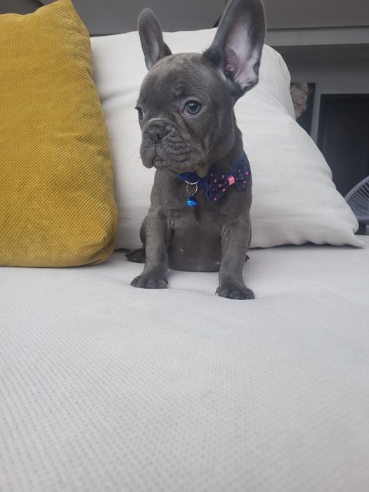 Bulldog francez blue