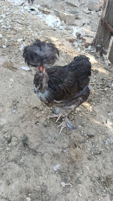 Vând rațe pitice olandeze, rațe leșești ciocolatii  și pui cu moț și barbă