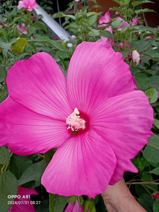 Травянистый гибискус