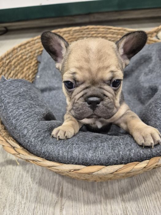 Френски булдог - малко бижу