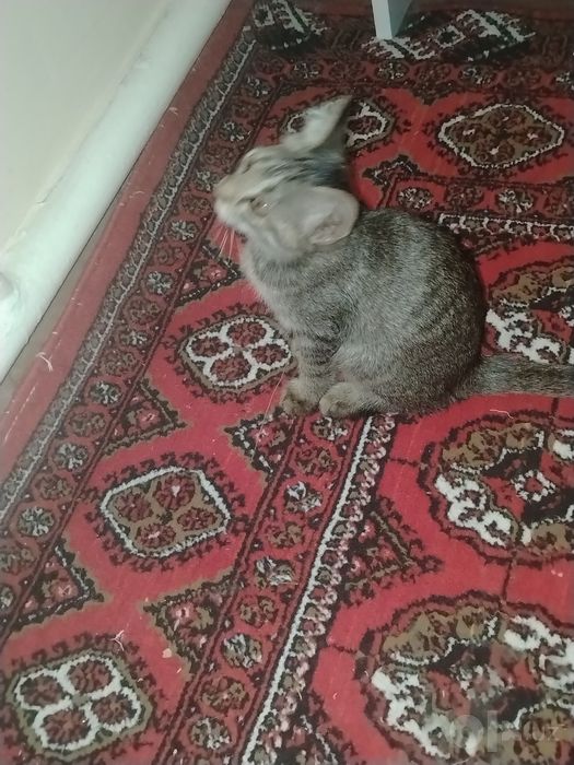 Хадяга берамиз. Домашние кошки.Отдам в харошие добрые руки!