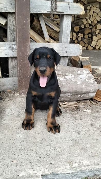 Femelă Doberman Black & Tan