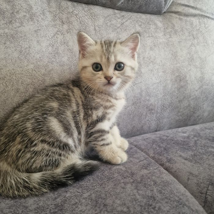Котята котята котята