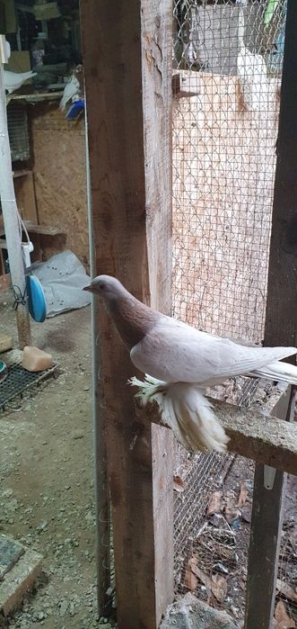 Голуби бойные разных мастей