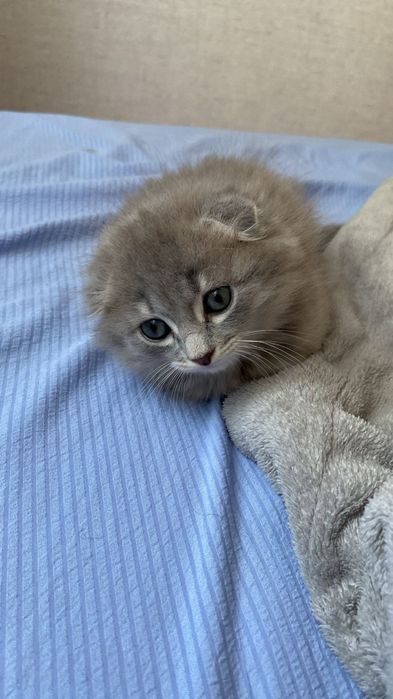Продам котёнка 
Мальчик, 2 месяца. Оче
