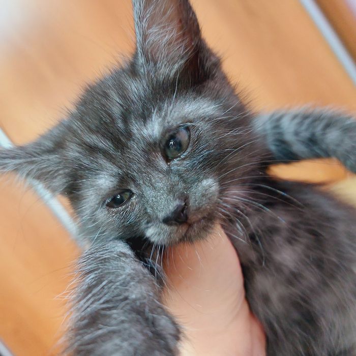 Отдам котят в добрые руки