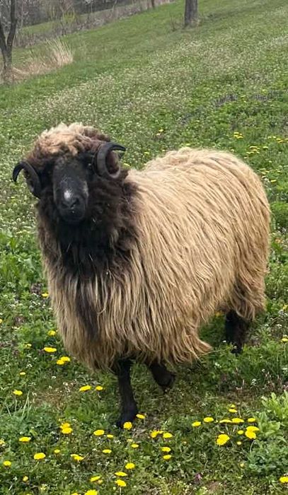 Animale domestice Berbec 0746560476