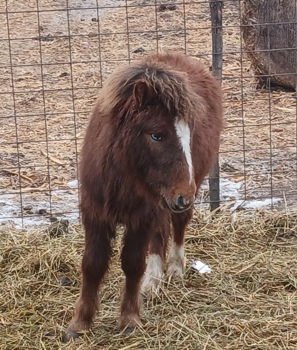 Vând ponei armăsar