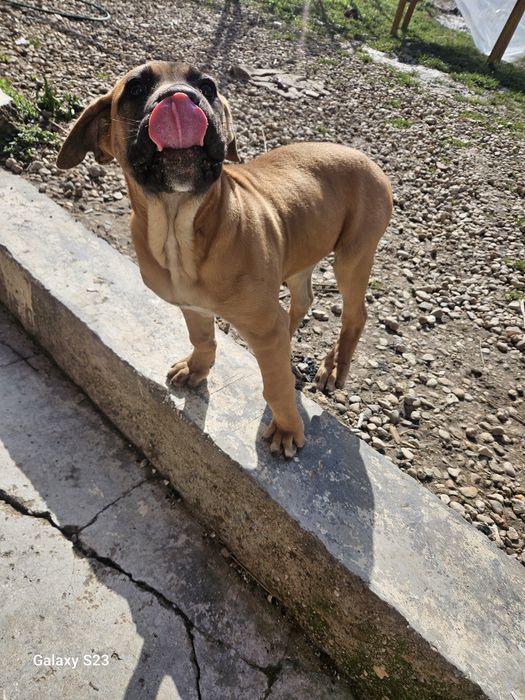 Кане корсо куче на 3 месеца