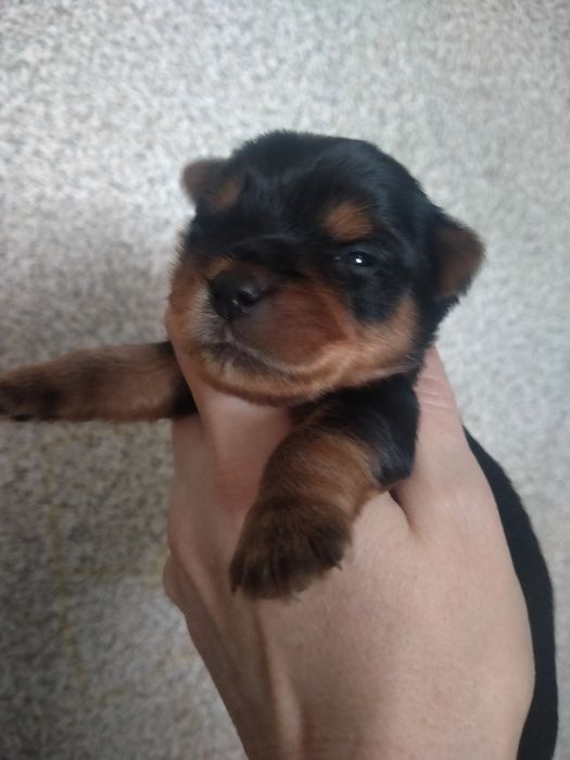 Йоркширский терьер