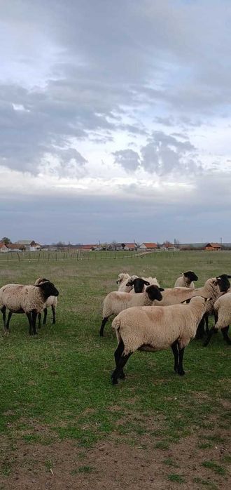 Vând 9 oi și un berbec Sulffoc
