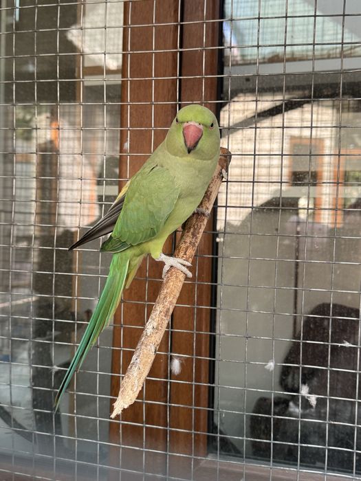 Продается полуручная самка ожерелового попугая.