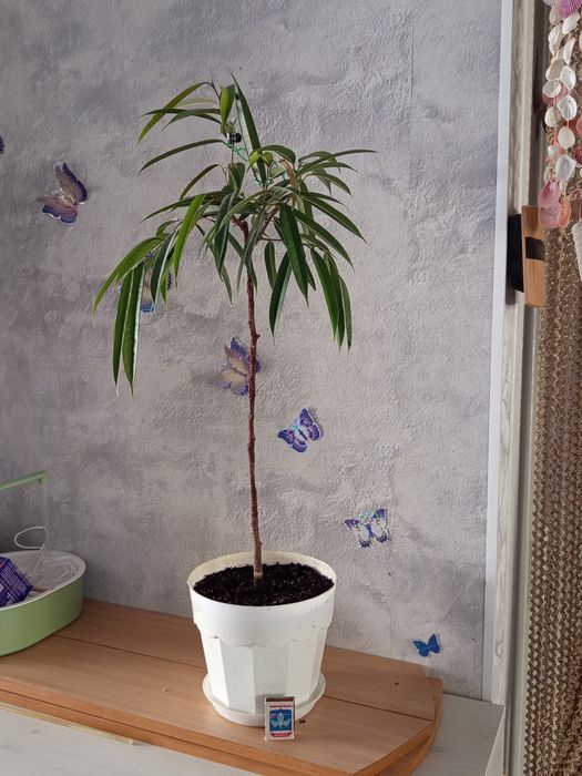 Продам панданус варигатный,фикус Али
