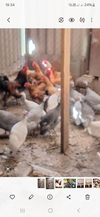 Продам курей домашние