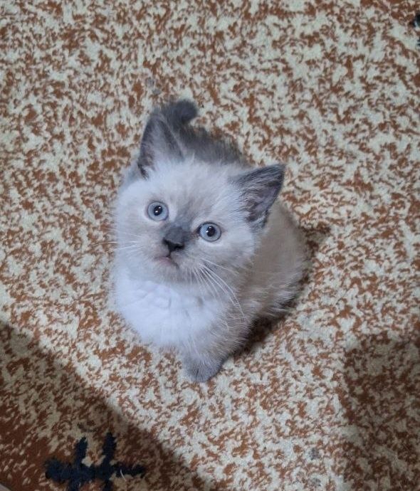Котёнок, 2 месяца
