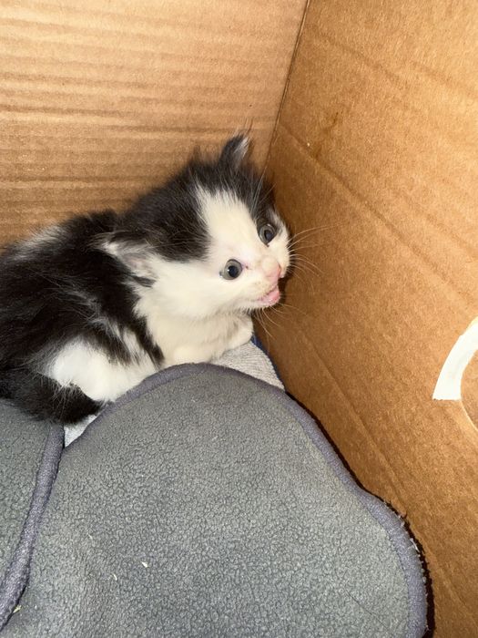 Котики ищут добрые и заботливые руки