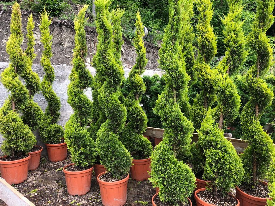 Pin mugo, ilex pom, artar, yucca, ienupar tarator, spirala, euonymus.