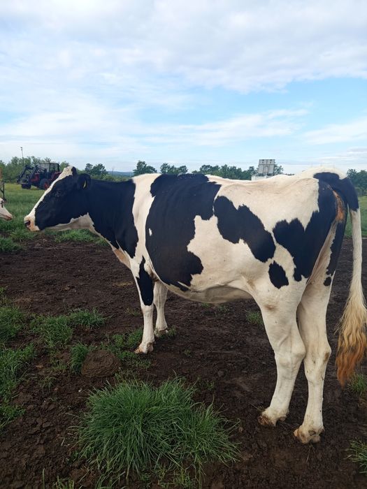 Vaci Holstein de vânzare