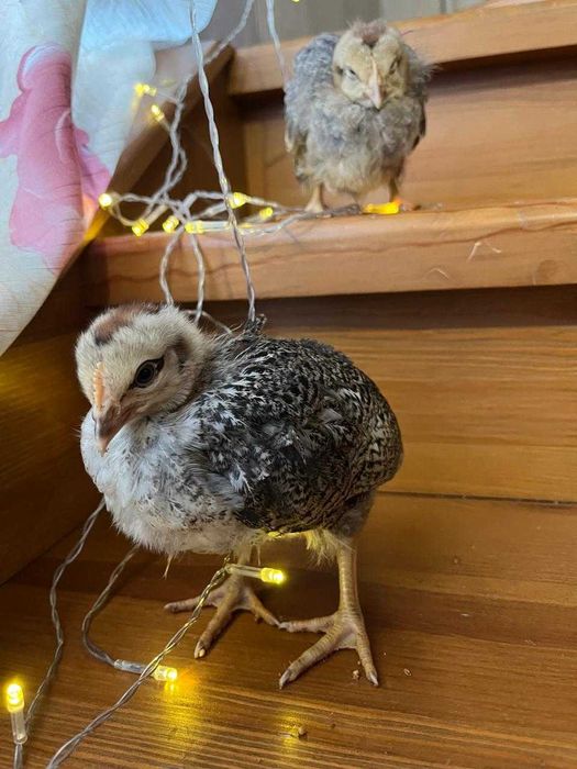 цыплята ,суточные и подрощенные