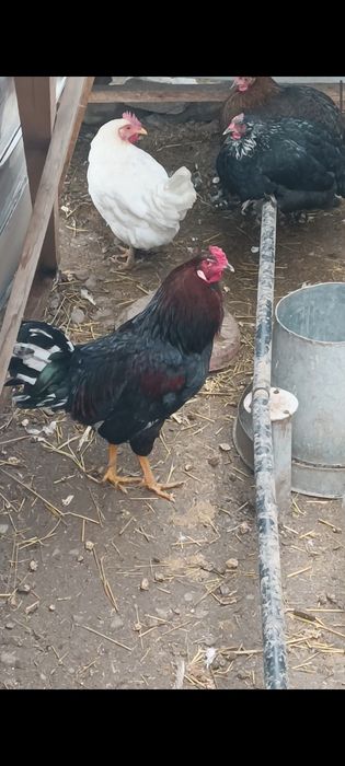 Продаю петуха , хозяина двора есть и другие породы